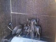 जालंधर: बेअदबी श्री शनि देव महाराज की मूर्ति की, सिर धड़ से किया अलग, गुस्साए भक्त बोले हमारे इष्ट के गुनहगार को मिले उम्रकैद की सजा, पढ़ें व देखें