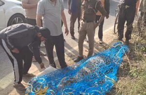 जालंधर: ‘तेंदुआ’ National Highway पर मिला ‘मृत’ हालत में, पोस्टमार्टम पश्चात होगा अंतिम संस्कार, लोगों ने घूमता भी देखा था, पढ़ें व देखें